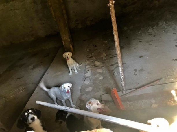 Νέο Σούλι Σερρών: Έκλεισε σε υπόγειο επί μήνες 5 σκυλιά & τα άφηνε χωρίς φως, τροφή – νερό