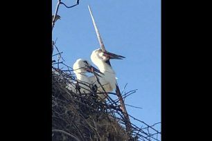 Έσωσαν τον πελαργό που είχε καρφωθεί σε σίδερο στο Νεοχώρι Σερρών