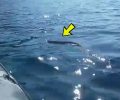 Λέσβος: Μια σπάνια συνάντηση με νερόφιδο να κολυμπάει στη θάλασσα (βίντεο)