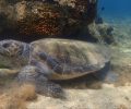 Δείτε πως μια θαλάσσια χελώνα caretta – caretta καθαρίζει το καβούκι της στη Νάξο (βίντεο)