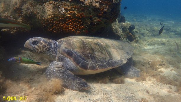 Δείτε πως μια θαλάσσια χελώνα caretta – caretta καθαρίζει το καβούκι της στη Νάξο (βίντεο)
