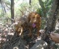 Έδεσε και εγκατέλειψε 2 σκυλιά σε ορεινή περιοχή της Σαλαμίνας για να πεθάνουν από δίψα & πείνα