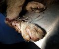 Σκαφιδιά Ηλείας: Έσφιξε σύρμα γύρω από το πόδι του σκύλου για να τον βασανίσει