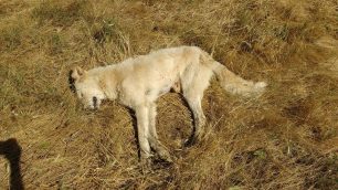11 σκυλιά νεκρά από φόλες στο Σκλήθρο Φλώρινας