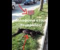 Ταγαράδες Θεσσαλονίκης: Ο σκύλος βρέθηκε νεκρός μετά την απαίτηση αντιδήμαρχου για απομάκρυνση του