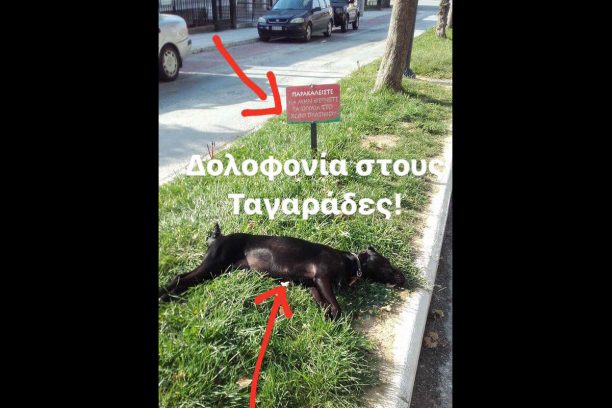 Ταγαράδες Θεσσαλονίκης: Ο σκύλος βρέθηκε νεκρός μετά την απαίτηση αντιδήμαρχου για απομάκρυνση του