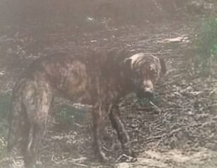 Έκκληση για τον εντοπισμό του αδέσποτου σκύλου που εξαφανίστηκε από τον Ταύρο
