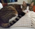 Χάθηκε θηλυκή γάτα στην Αθήνα μετά από πτώση από μπαλκόνι κοντά στο Εθνικό Αρχαιολογικό Μουσείο