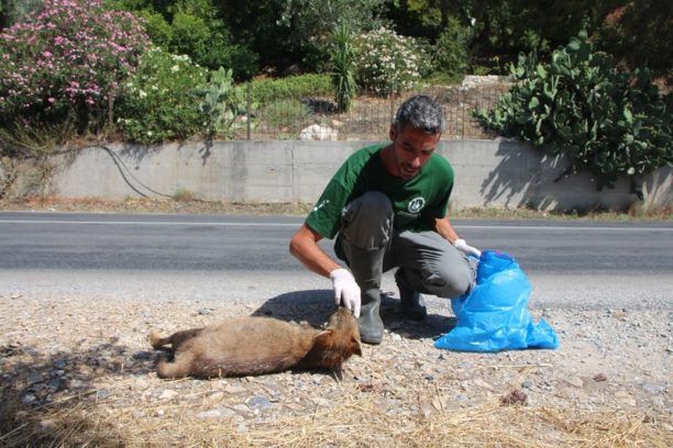 Σάμος: Μέσα σε μια εβδομάδα 4 τσακάλια νεκρά & ένα τραυματισμένο