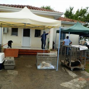 Ολοκληρώθηκε το πρόγραμμα στειρώσεων αδέσποτων ζώων στον Δήμο Βέροιας από εθελοντές κτηνίατρους 6 VeriaSteiroseisIoulios2017 1