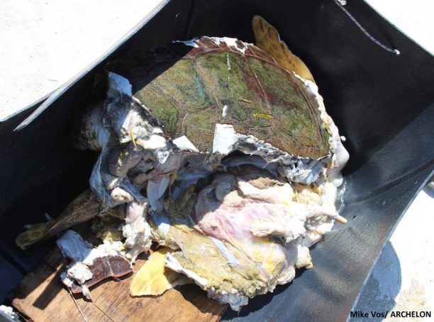 Ζάκυνθος: Και τα σκάφη θανάσιμος κίνδυνος για τις θαλάσσιες χελώνες στον κόλπο του Λαγανά