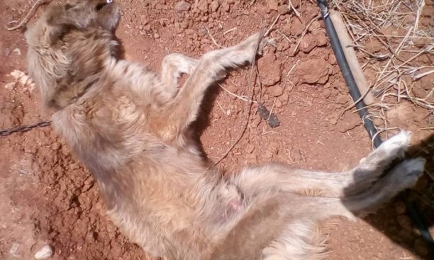 Άγιος Κωνσταντίνος Αχαΐας: Βρήκαν τον σκύλο νεκρό & αλυσοδεμένο χωρίς ίχνος τροφής και νερού κοντά του