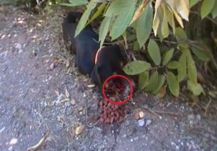 Άγιος Νικόλαος Ευρυτανίας: Βρήκε τον σκύλο πυροβολημένο στο κεφάλι (βίντεο)