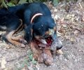 Έκκληση για τη φροντίδα - υιοθεσία του σκύλου που πυροβολήθηκε στον Άγιο Νικόλαο Ευρυτανίας (βίντεο)
