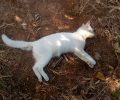 Αγρίνιο: Συστηματική δολοφονία ζώων με φόλες – Δηλητηριάστηκαν 9 γάτες & 1 σκαντζόχοιρος