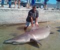 Κρήτη: Ψαράδες στο Καστέλι Κισσάμου έπιασαν αγριοκαρχαρία του οποίου η αλιεία απαγορεύεται