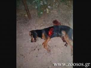 Αίπεια Μεσσηνίας: Παπάς σκότωσε τον σκύλο του με καραμπίνα γιατί είχε λεϊσμανίωση!