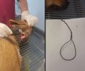Αμπέλια Ιωαννίνων: Βρήκαν σκύλο που κάποιος βασάνισε σφίγγοντας στον λαιμό του σύρμα (βίντεο)