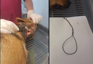 Αμπέλια Ιωαννίνων: Βρήκαν σκύλο που κάποιος βασάνισε σφίγγοντας στον λαιμό του σύρμα (βίντεο)