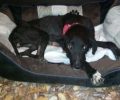 Μαγνησία: Υιοθέτησαν τον σκύλο που ο ιδιοκτήτης του πέταξε άρρωστο στα σκουπίδια στον Βόλο