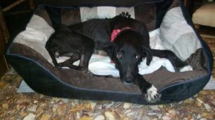 Μαγνησία: Υιοθέτησαν τον σκύλο που ο ιδιοκτήτης του πέταξε άρρωστο στα σκουπίδια στον Βόλο