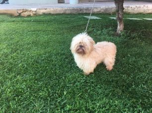 Βρήκαν τον σκύλο δεμένο & εγκαταλελειμμένο έξω από το Δημαρχείο Ελληνικού - Αργυρούπολης