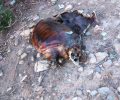 Κρήτη: Βρήκαν το πτώμα θαλάσσιας χελώνας κομματιασμένο σε παραλία του Μυλοπόταμου