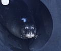 Πειραιάς: Φώκια βρήκε καταφύγιο στον προστατευτικό κύλινδρο που αποτρέπει τις συγκρούσεις πλοίων