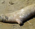Λακωνία: Βρήκαν νεκρή φώκια στην ακτή μεταξύ Μαραθιά και Παναρίτη