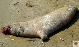 Λακωνία: Βρήκαν νεκρή φώκια στην ακτή μεταξύ Μαραθιά και Παναρίτη