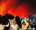 Έκκληση για μεταφορά & φιλοξενία σκυλιών-κουνελιών από τον Άγιο Στέφανο Αττικής λόγω φωτιάς