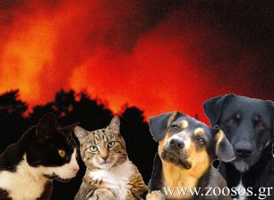 Αν έχετε ζώα εγκλωβισμένα στο Καπανδρίτι που καίγεται ενημερώστε το zoosos.gr για βοήθεια