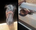 Φούτια Λακωνίας: Με κομμένο πόδι εντοπίστηκε άλογο που κακοποίησε άγρια ο ιδιοκτήτης του (βίντεο)