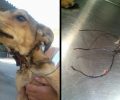 Φράγκο Καρδίτσας: Έσωσαν τον σκύλο που κάποιος βασάνισε με συρμάτινη θηλιά