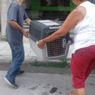 Φράγκο Καρδίτσας: Έσωσαν τον σκύλο που κάποιος βασάνισε με συρμάτινη θηλιά 4 FragoKarditsasSirmaLaimos 4