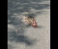 Μοσχάτο: Χαλκομανία στην άσφαλτο το γατάκι που κάποιος πέταξε στο δρόμο από αυτοκίνητο (βίντεο)