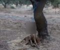 Γούρνες Ηρακλείου Κρήτης: Βρήκε τον σκύλο κρεμασμένο σε ελιά