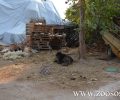 Ηλιοβούνιο Πρέβεζας: Είχε τον σκύλο του δεμένο εκτεθειμένο στις καιρικές συνθήκες χωρίς τροφή - νερό (βίντεο)