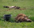 Πάτρα: 10-12-2018 η δίκη του ιδιοκτήτη του ζωολογικού κήπου «Ιπποκάμηλος» για τα νεκρά & κακοποιημένα ζώα στα Σαγέικα