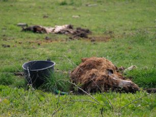 Πάτρα: 10-12-2018 η δίκη του ιδιοκτήτη του ζωολογικού κήπου «Ιπποκάμηλος» για τα νεκρά & κακοποιημένα ζώα στα Σαγέικα