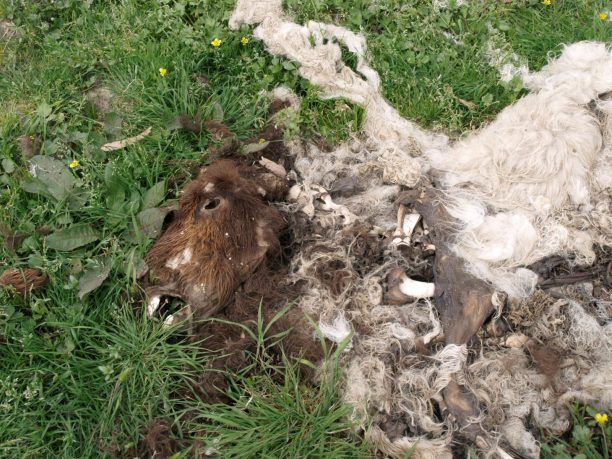 Σαγέικα Αχαΐας: Νεκρά, σκελετωμένα & δεμένα ζώα στον ζωολογικό κήπο «Ιπποκάμηλος» βρήκαν οι αστυνομικοί μετά από καταγγελία της Π.Φ.Π.Ο.