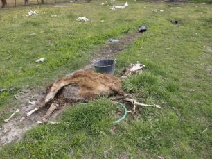 2-10-2017 η δίκη του ιδιοκτήτη του ζωολογικού κήπου «Ιπποκάμηλος» με τα νεκρά & εξαθλιωμένα ζώα στα Σαγέικα Αχαΐας