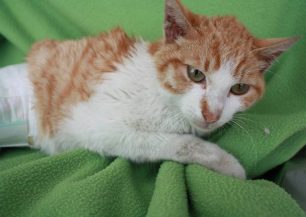 Η παράλυτη γάτα που βρέθηκε στη Λάρισα σώθηκε και χρειάζεται δική της οικογένεια (βίντεο)