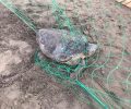 Κεφαλλονιά: Θαλάσσια χελώνα παγιδευμένη σε δίχτυ γηπέδου μπιτς βόλεϊ που παρανόμως τοποθετήθηκε σε παραλία ωοτοκίας