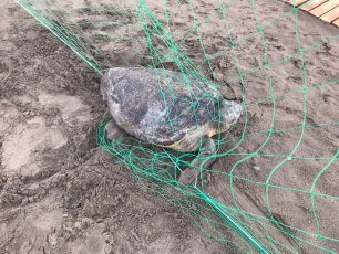 Κεφαλλονιά: Θαλάσσια χελώνα παγιδευμένη σε δίχτυ γηπέδου μπιτς βόλεϊ που παρανόμως τοποθετήθηκε σε παραλία ωοτοκίας