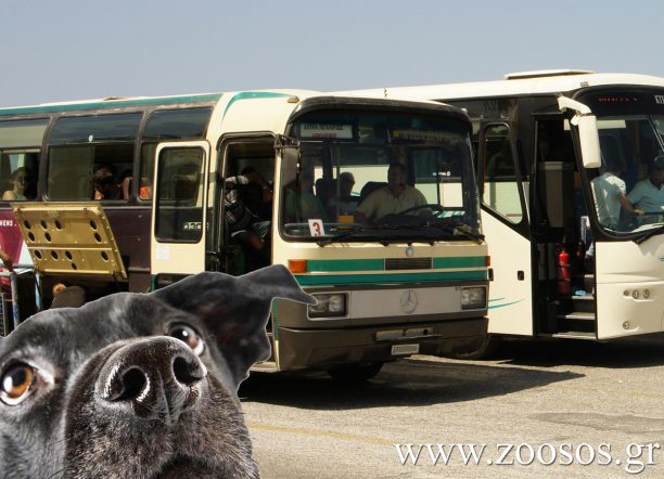Οδηγός Κ.Τ.Ε.Λ. στη Σητεία απαγόρευσε σε σκύλο - οδηγό τυφλού ατόμου να ταξιδέψει με το λεωφορείο