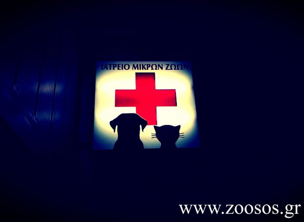 Δωρεάν νοσηλεία για ζώα πυρόπληκτων περιοχών απ’ την κλινική «Κυανούς Σταυρός» στη Ν. Λάμψακο Χαλκίδας
