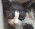 Στην Κω στις 8-2-2019 η δίκη της γυναίκας που βασάνισε γατάκι στη Λέρο (βίντεο)