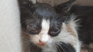 Στην Κω στις 8-2-2019 η δίκη της γυναίκας που βασάνισε γατάκι στη Λέρο (βίντεο)
