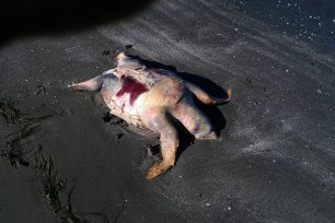 Αιτωλοακαρνανία: Βρήκε θαλάσσια χελώνα νεκρή στο Λουτρό Αμφιλοχίας